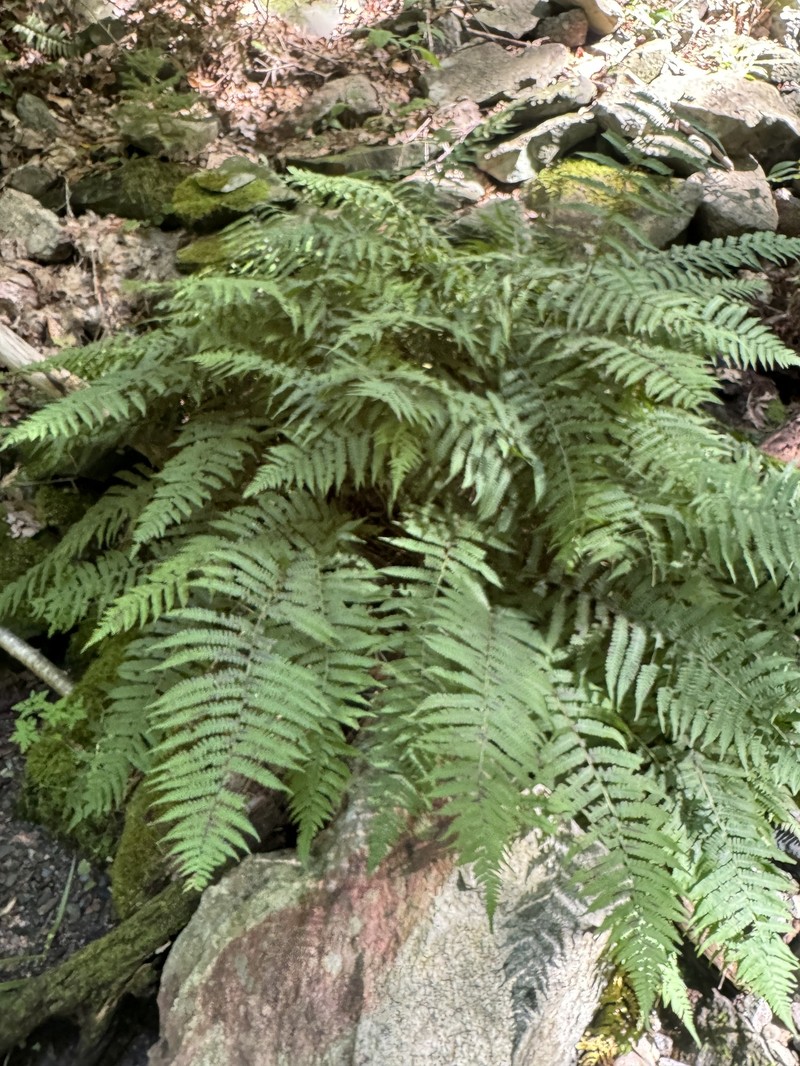 Dryopteris filix-mas subsp. brittonii photo 6