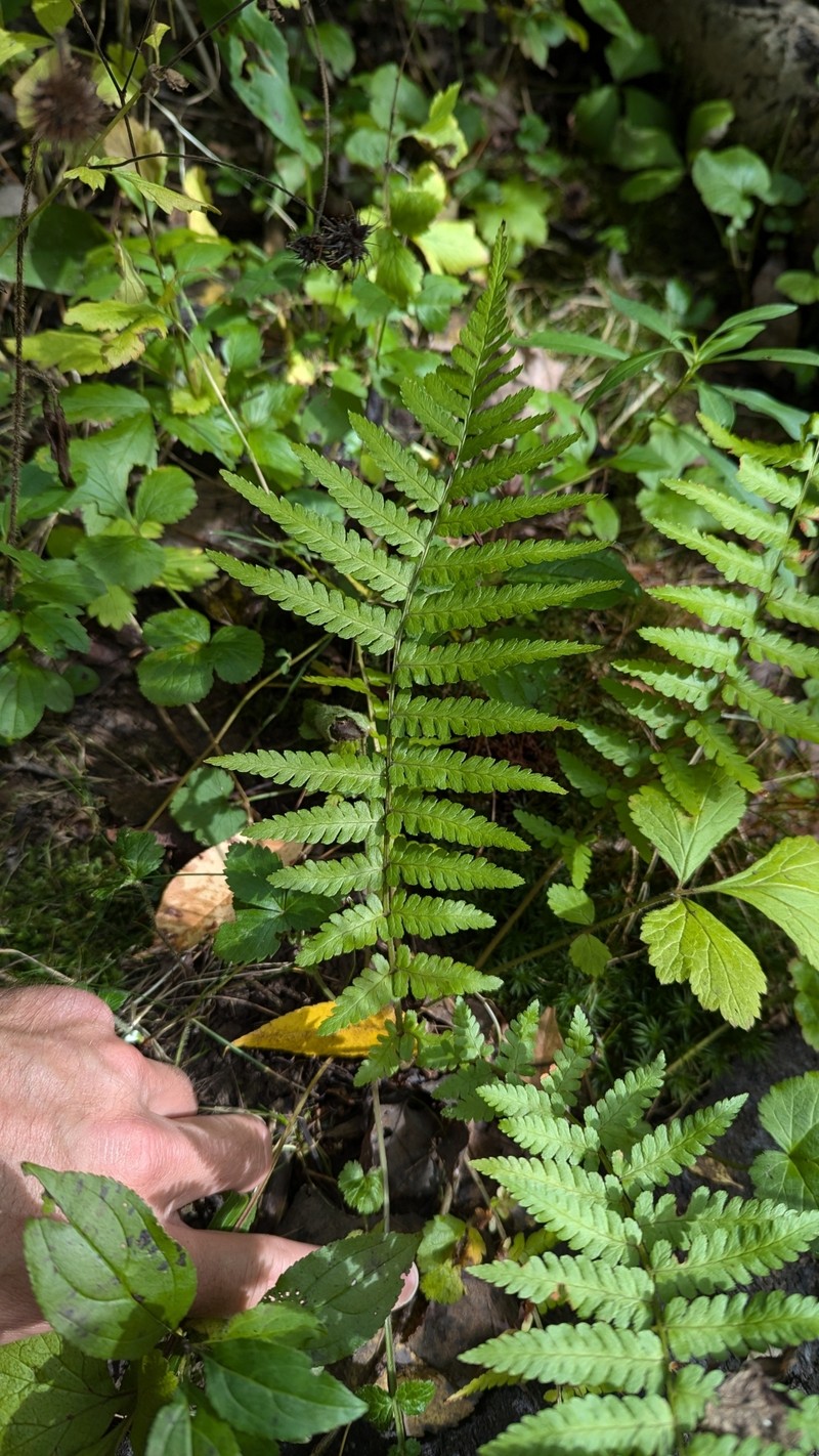 Dryopteris filix-mas subsp. brittonii photo 7
