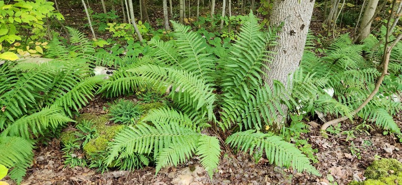 Dryopteris filix-mas subsp. brittonii photo 8