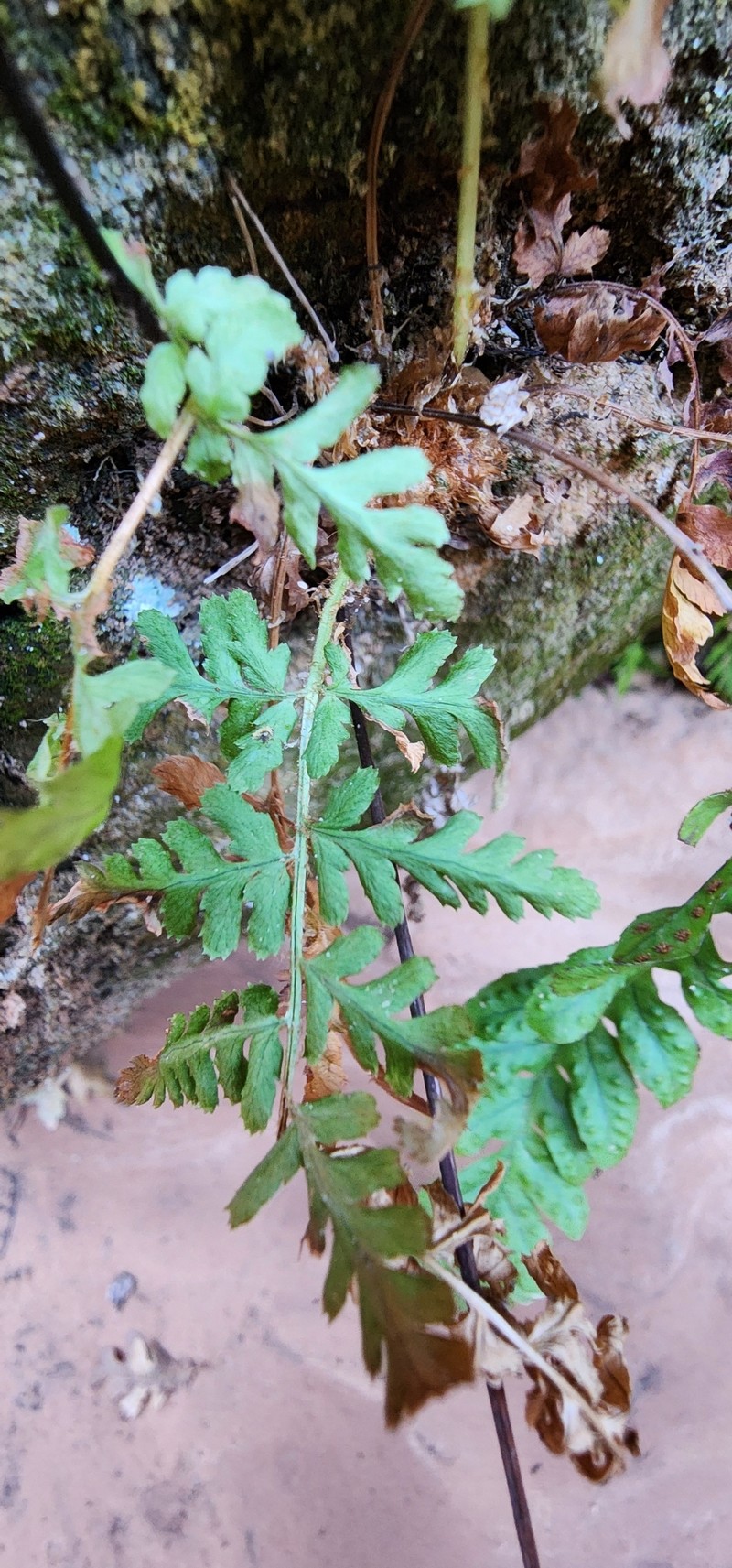 Dryopteris filix-mas subsp. filix-mas