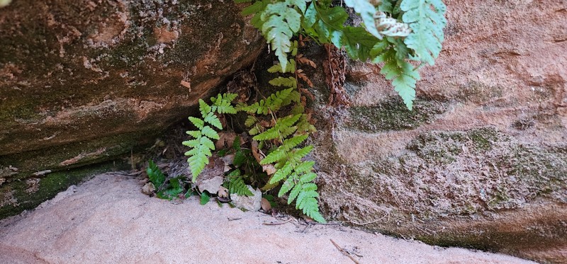 Dryopteris filix-mas subsp. filix-mas photo 2