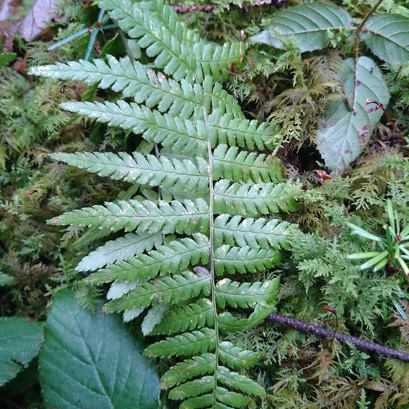 Dryopteris filix-mas subsp. filix-mas photo 3