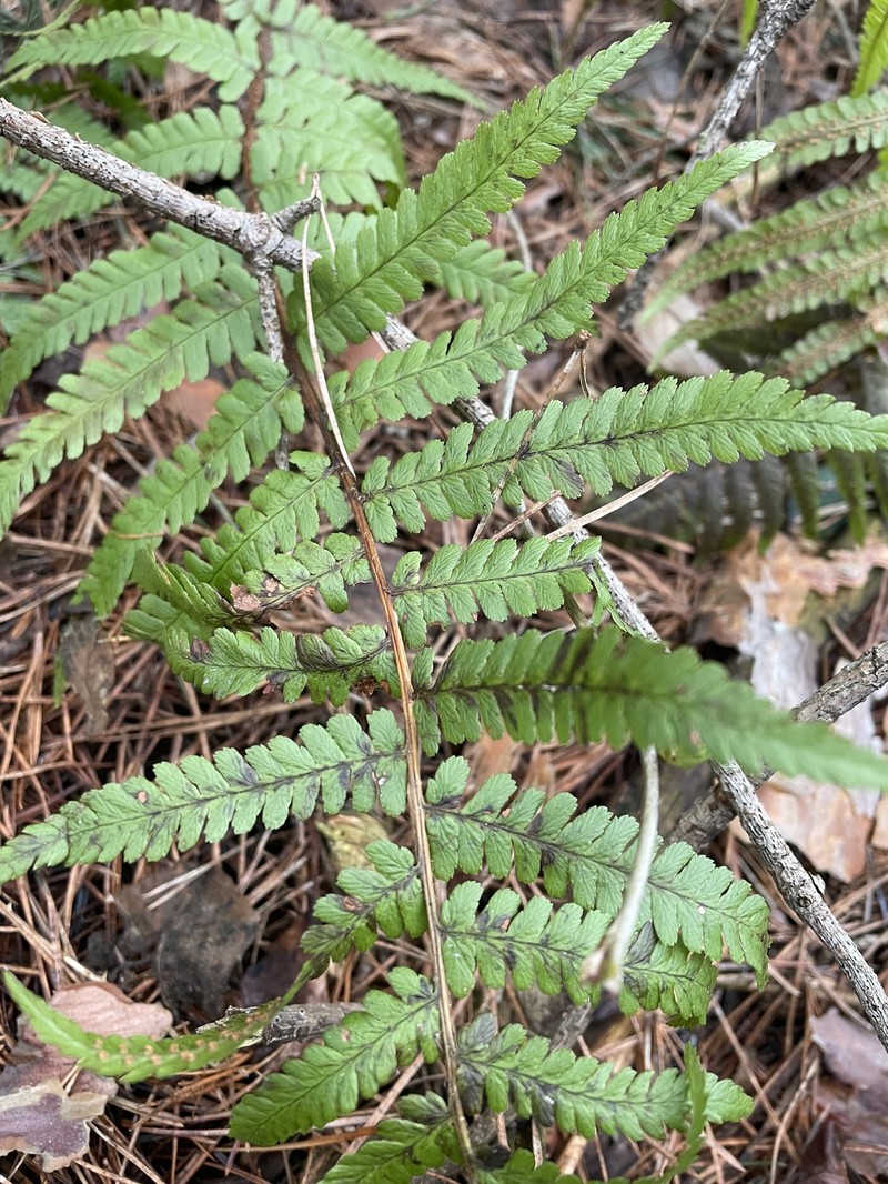 Dryopteris filix-mas subsp. filix-mas photo 4