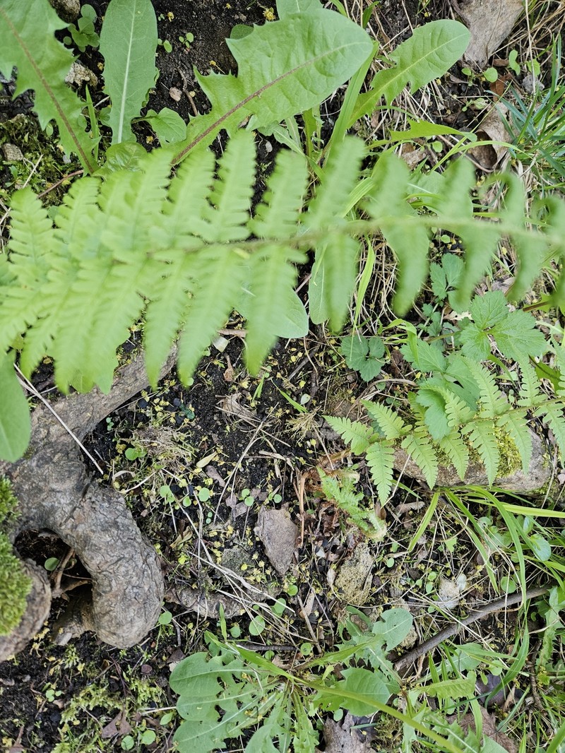 Dryopteris filix-mas subsp. filix-mas photo 5