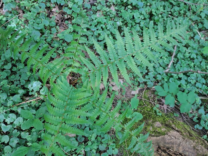 Dryopteris filix-mas subsp. filix-mas photo 6