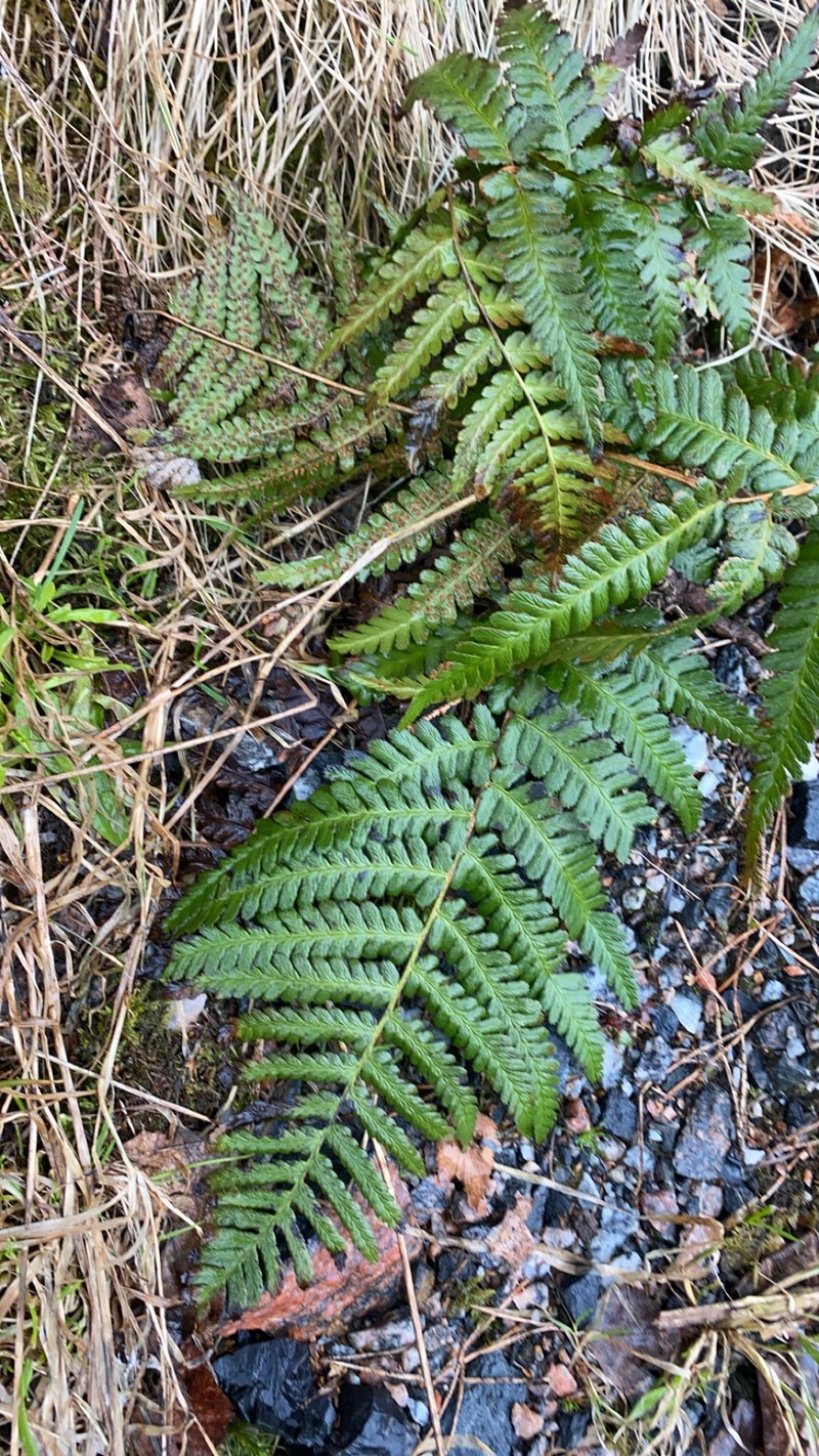 Dryopteris filix-mas subsp. filix-mas photo 7
