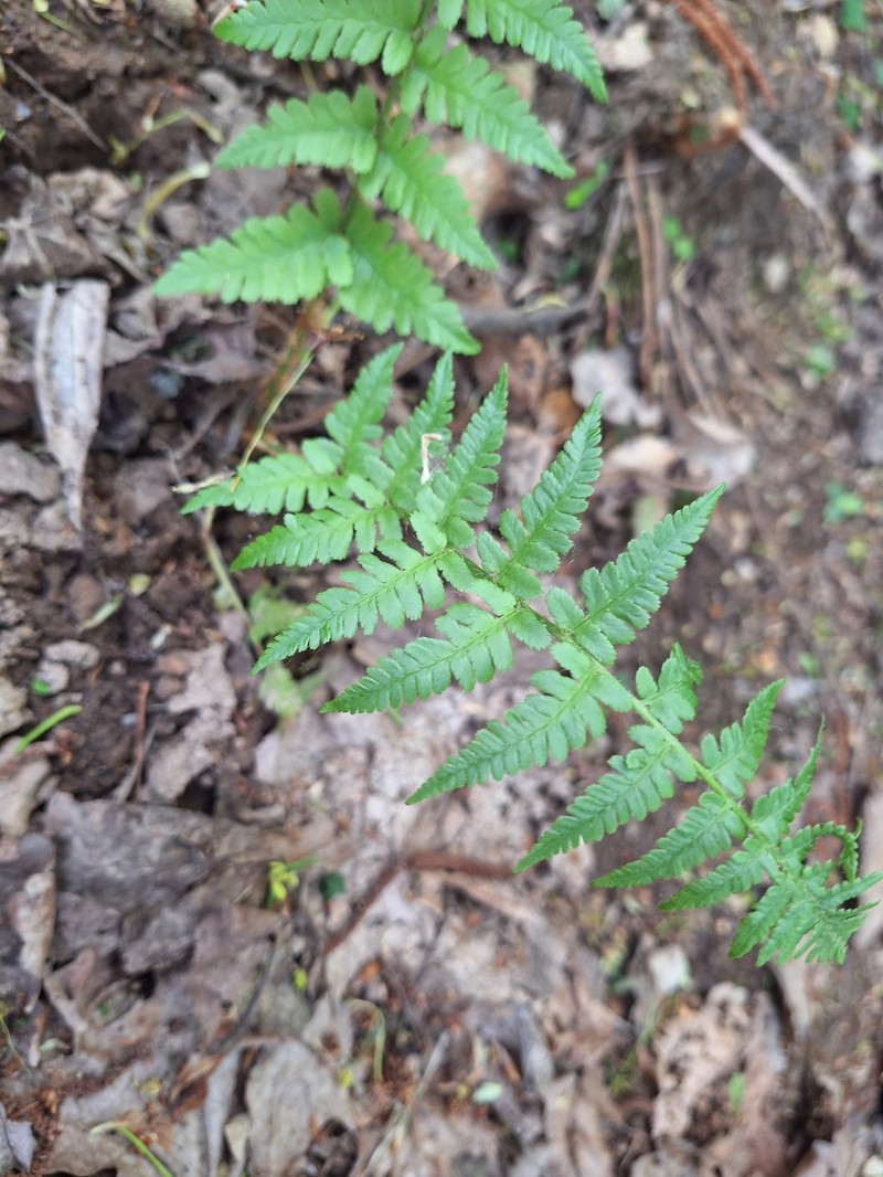 Dryopteris filix-mas subsp. filix-mas photo 8