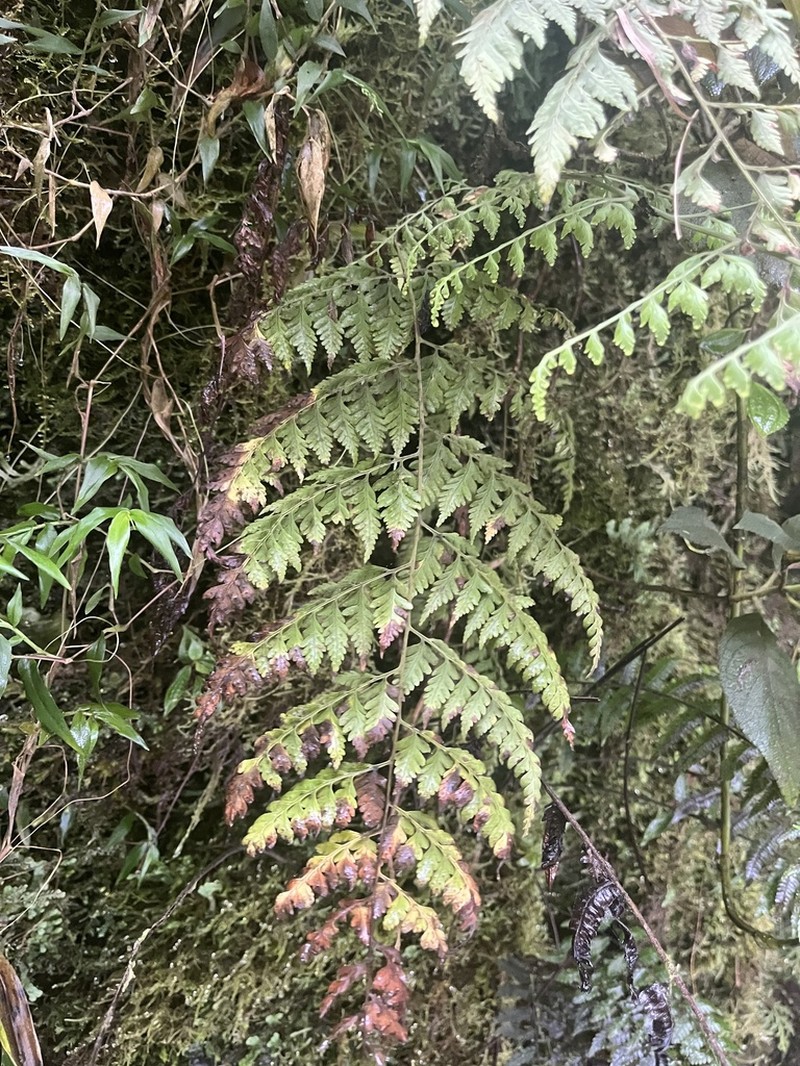 Dryopteris flaccisquama