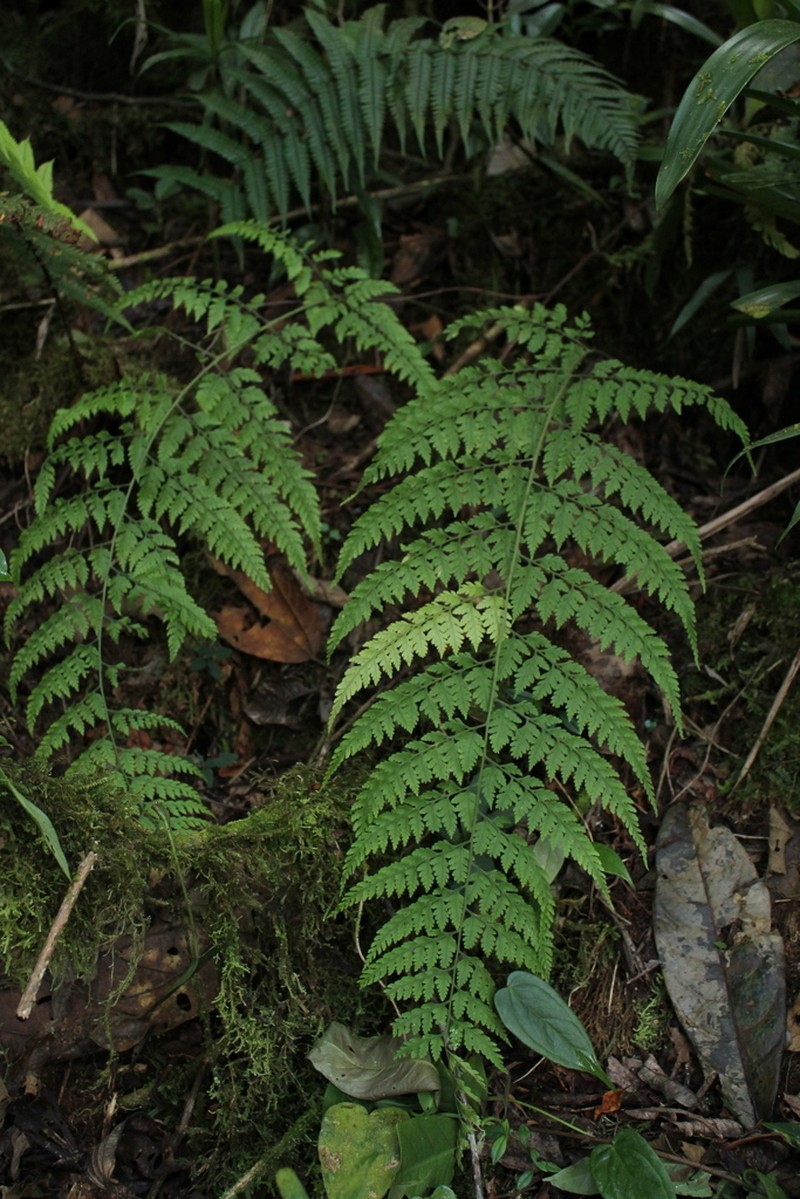 Dryopteris flaccisquama photo 2