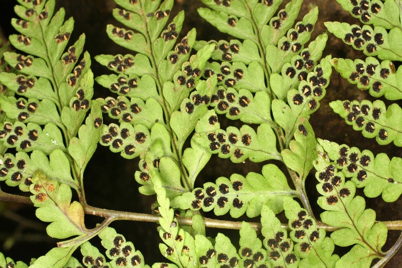 Dryopteris flaccisquama photo 3