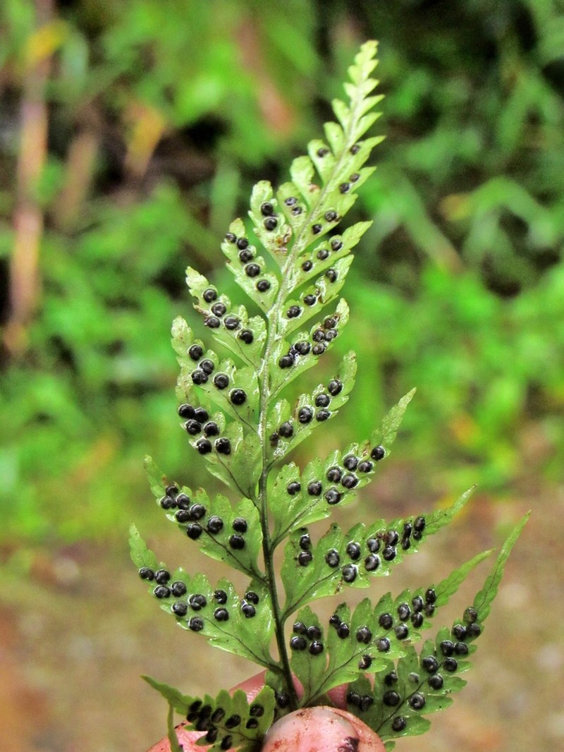 Dryopteris flaccisquama photo 4