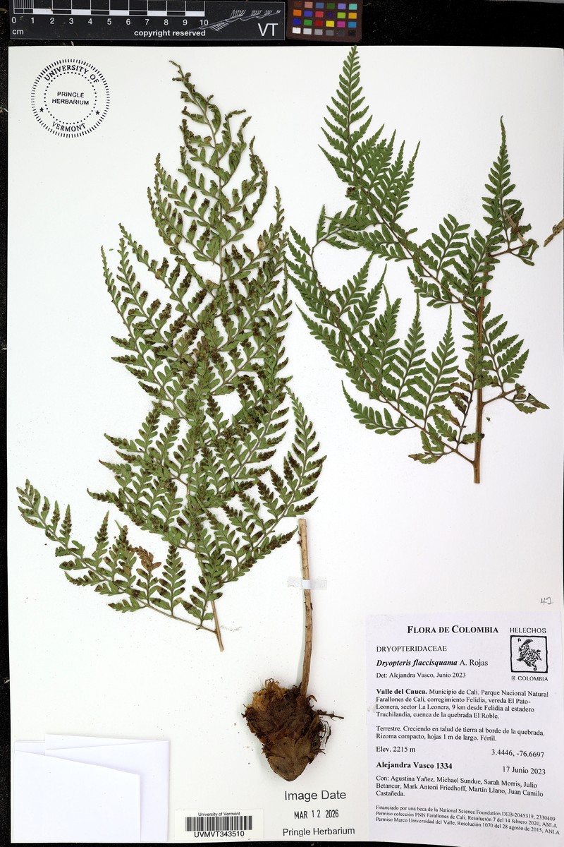 Dryopteris flaccisquama photo 5