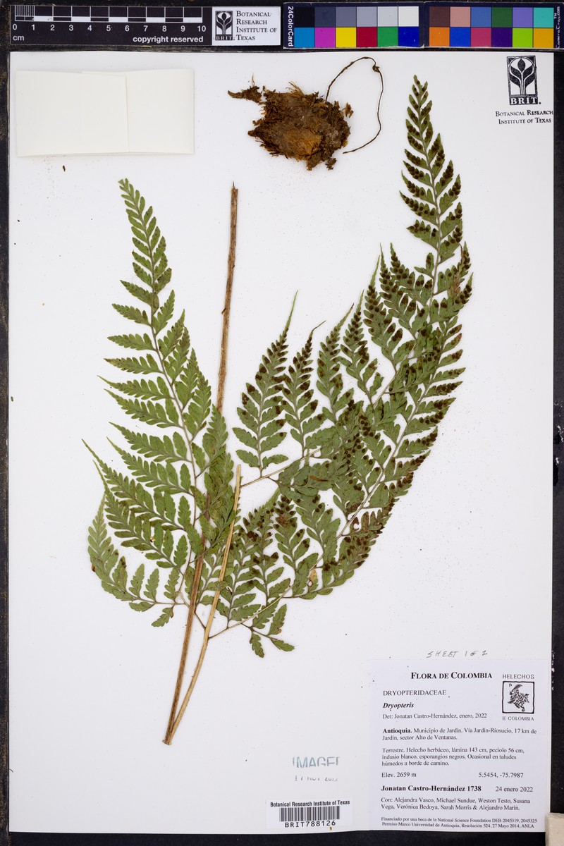 Dryopteris flaccisquama photo 6