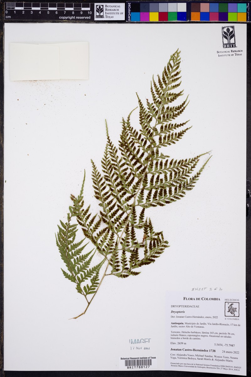 Dryopteris flaccisquama photo 7