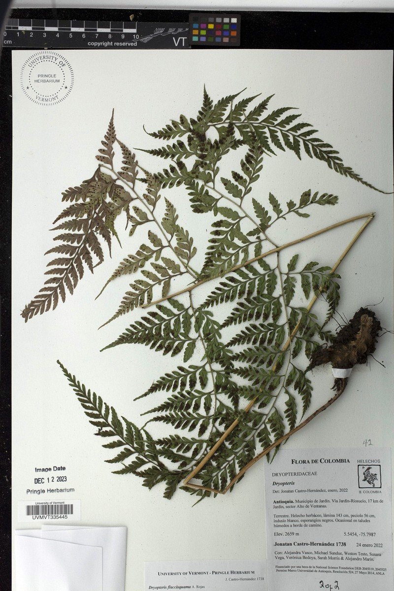 Dryopteris flaccisquama photo 8