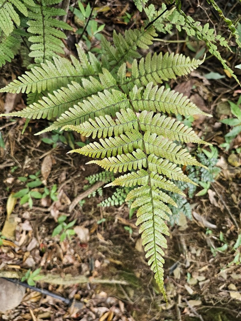Dryopteris formosana