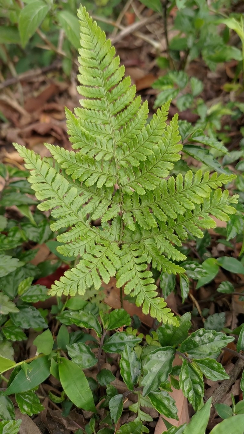 Dryopteris formosana photo 2