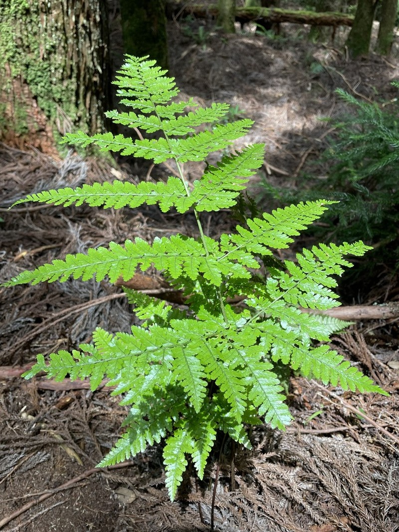 Dryopteris formosana photo 3
