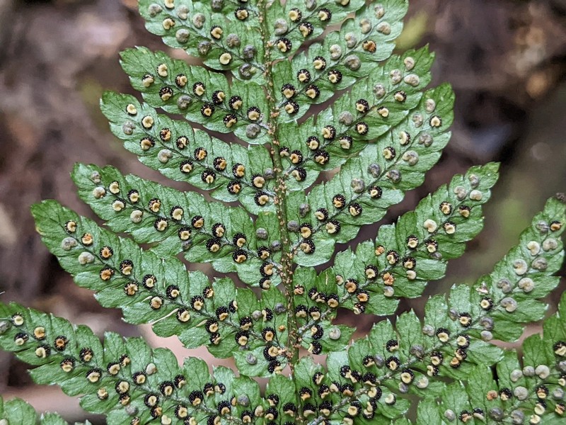 Dryopteris formosana photo 4