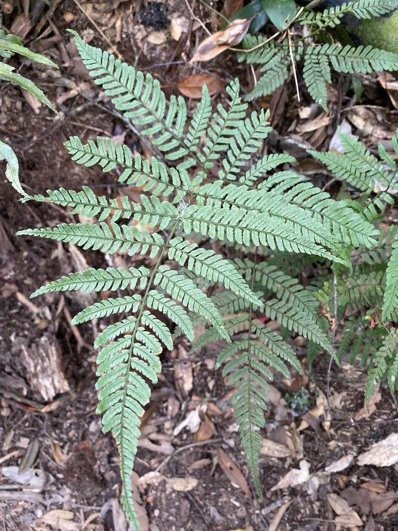 Dryopteris formosana photo 5