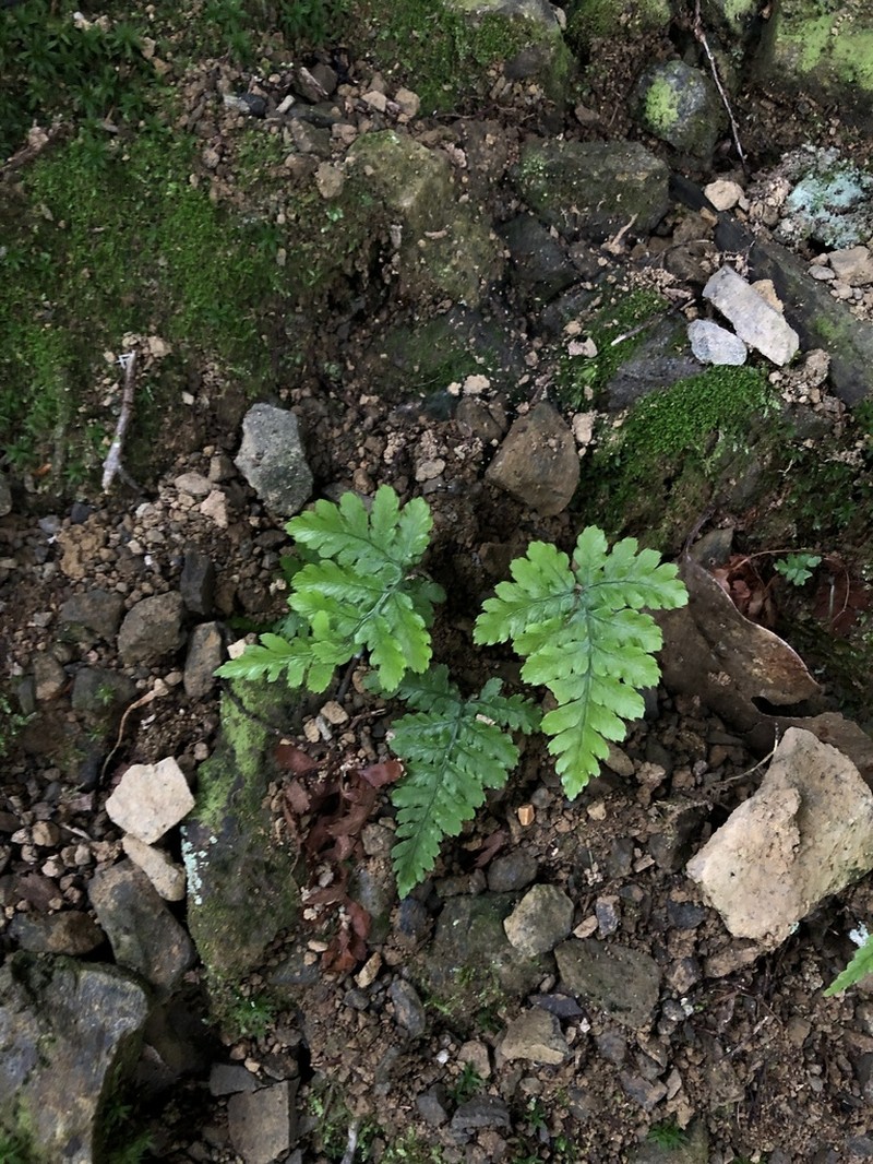 Dryopteris formosana photo 6