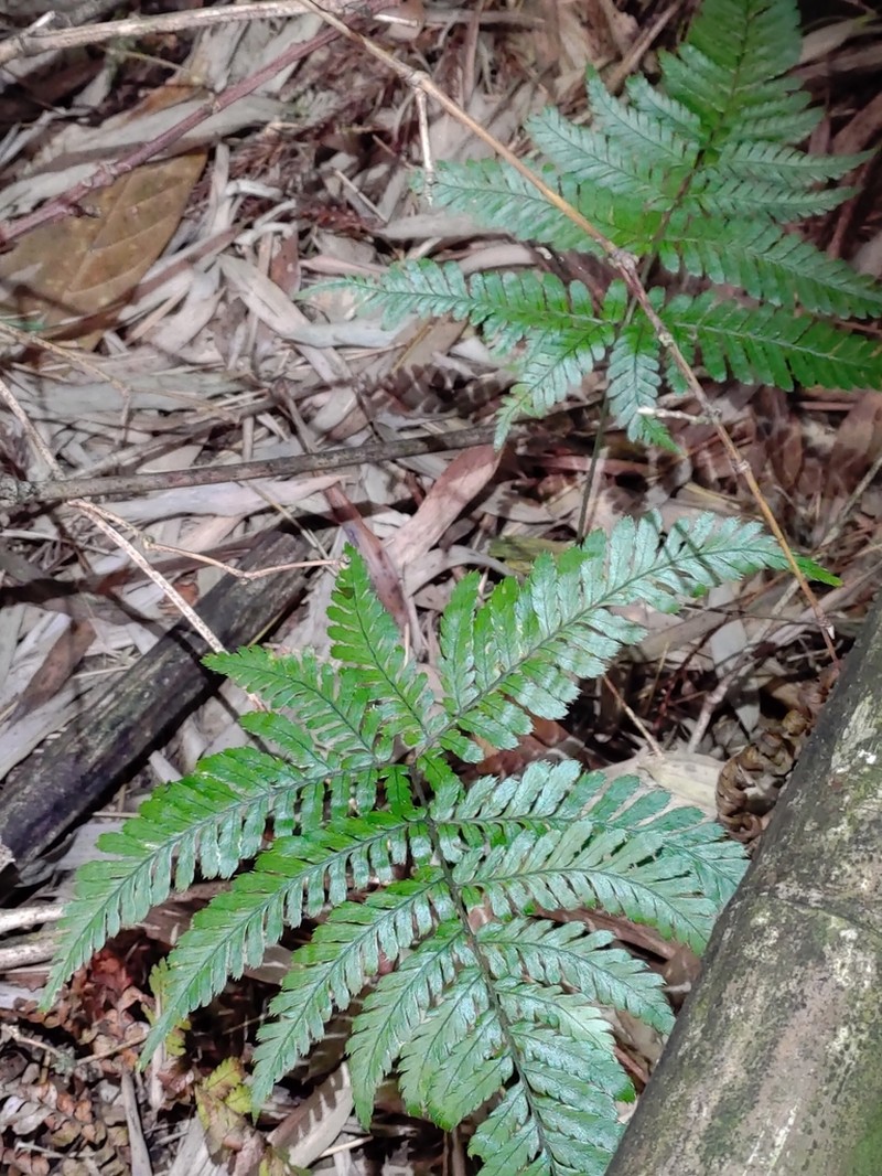Dryopteris formosana photo 7