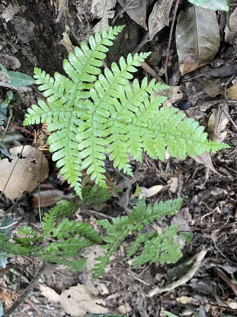 Dryopteris formosana photo 8