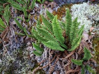 Fragrant Woodfern