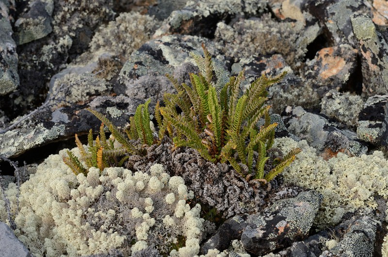 Fragrant Woodfern photo 3