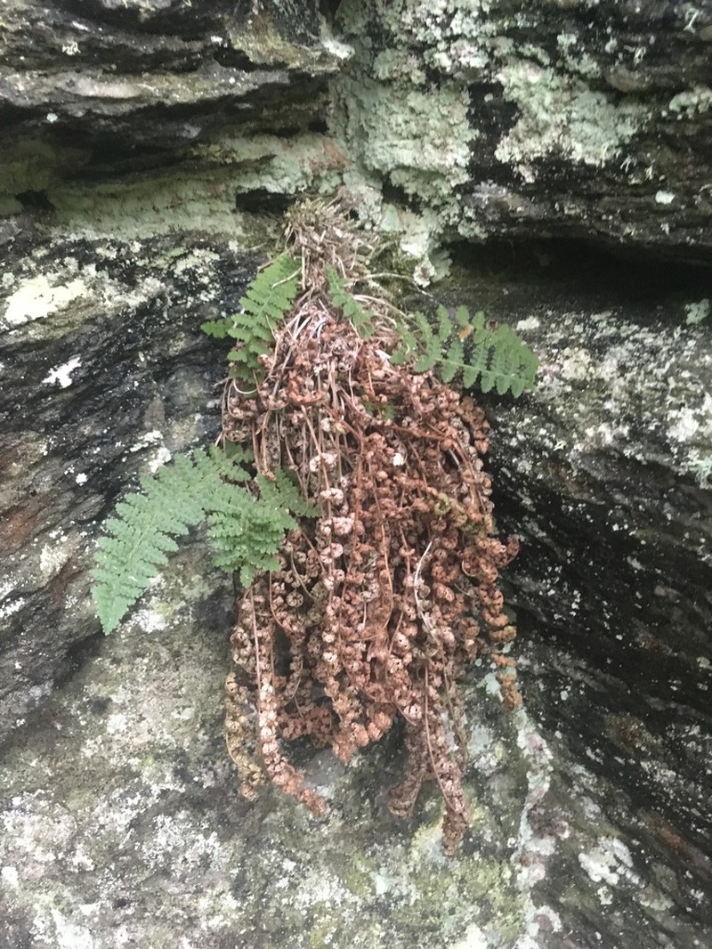 Fragrant Woodfern photo 4