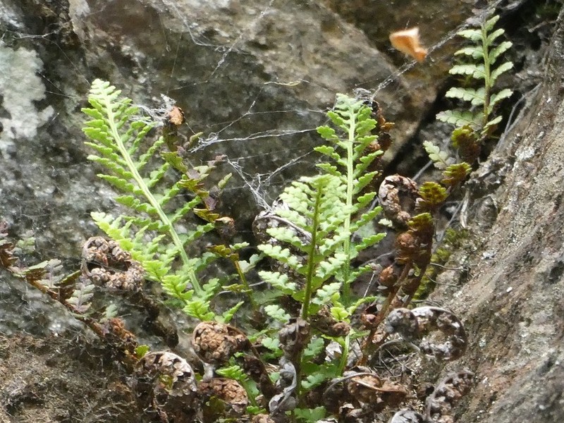 Fragrant Woodfern photo 5
