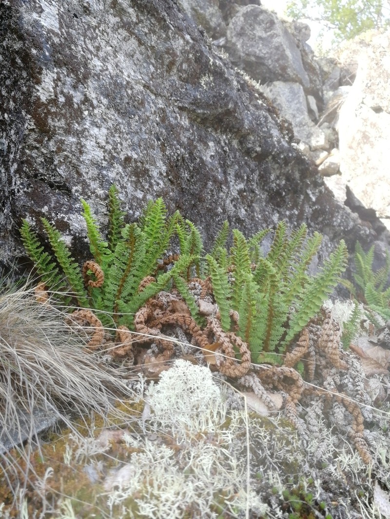 Fragrant Woodfern photo 6