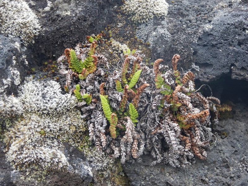 Fragrant Woodfern photo 7