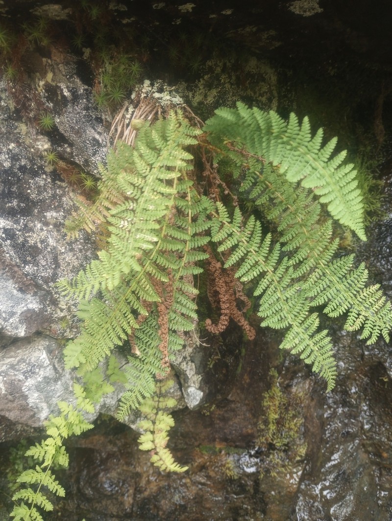 Fragrant Woodfern photo 8