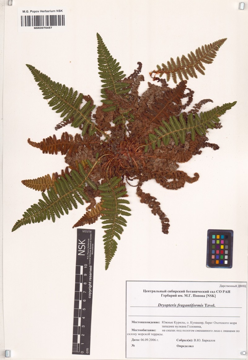 Dryopteris fragrantiformis