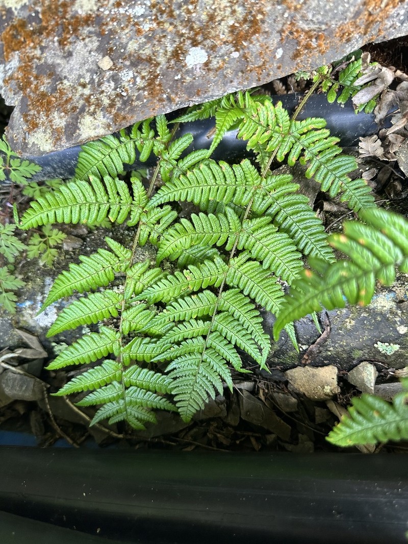 Dryopteris fructuosa