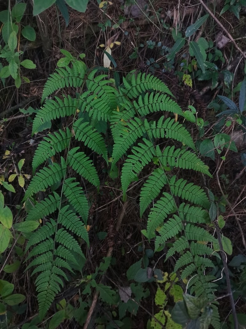 Dryopteris fructuosa photo 2