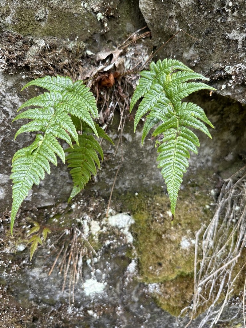 Dryopteris fructuosa photo 3