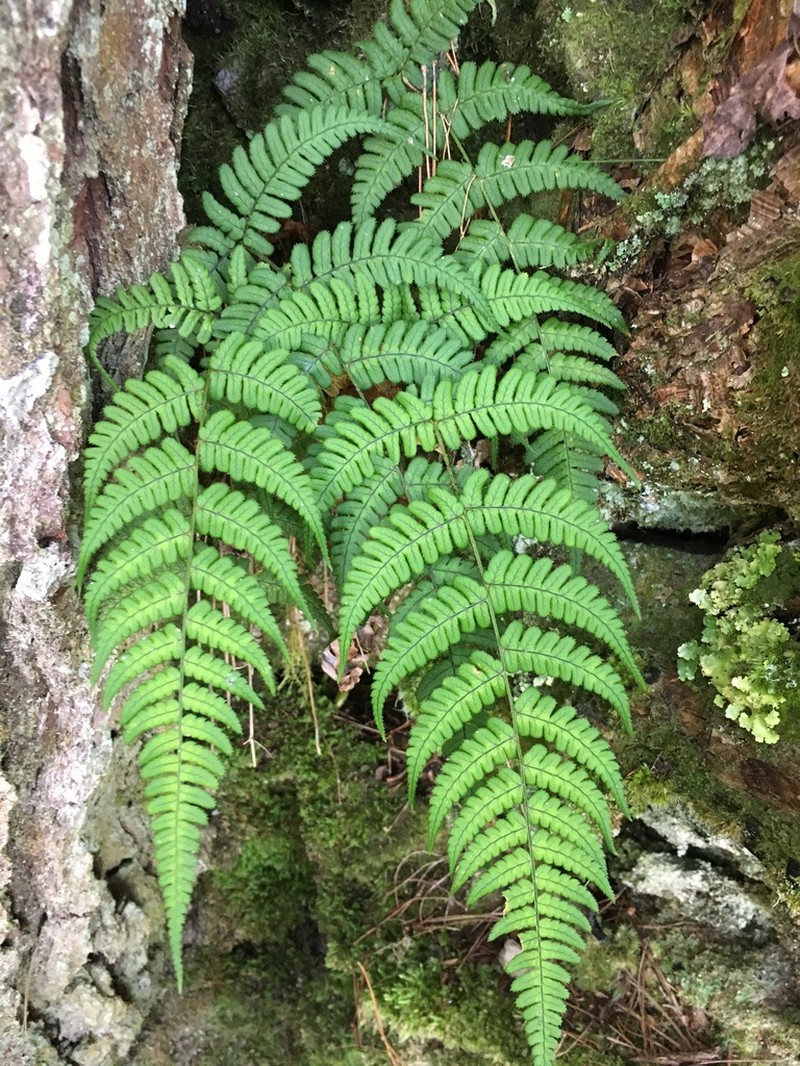 Dryopteris fructuosa photo 4