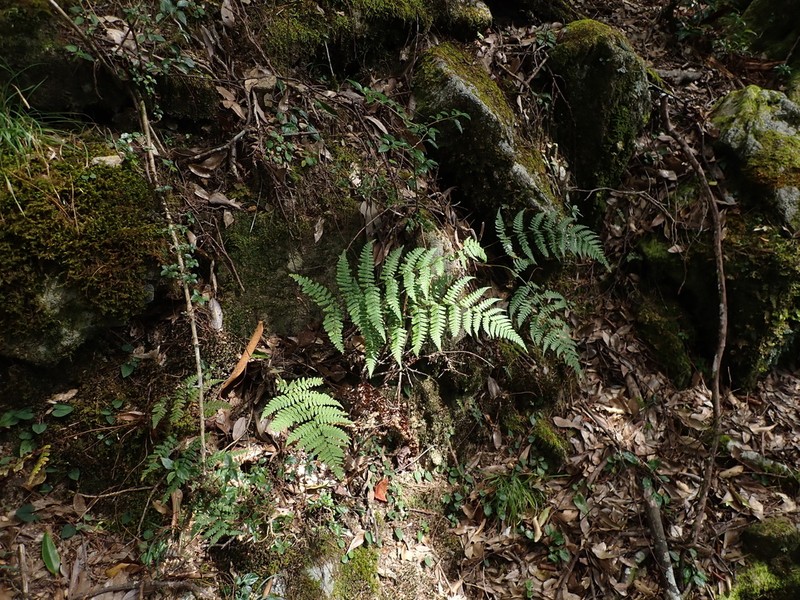 Dryopteris fructuosa photo 5