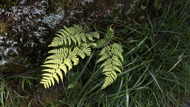 Dryopteris fructuosa photo 6