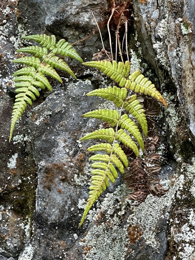 Dryopteris fructuosa photo 7