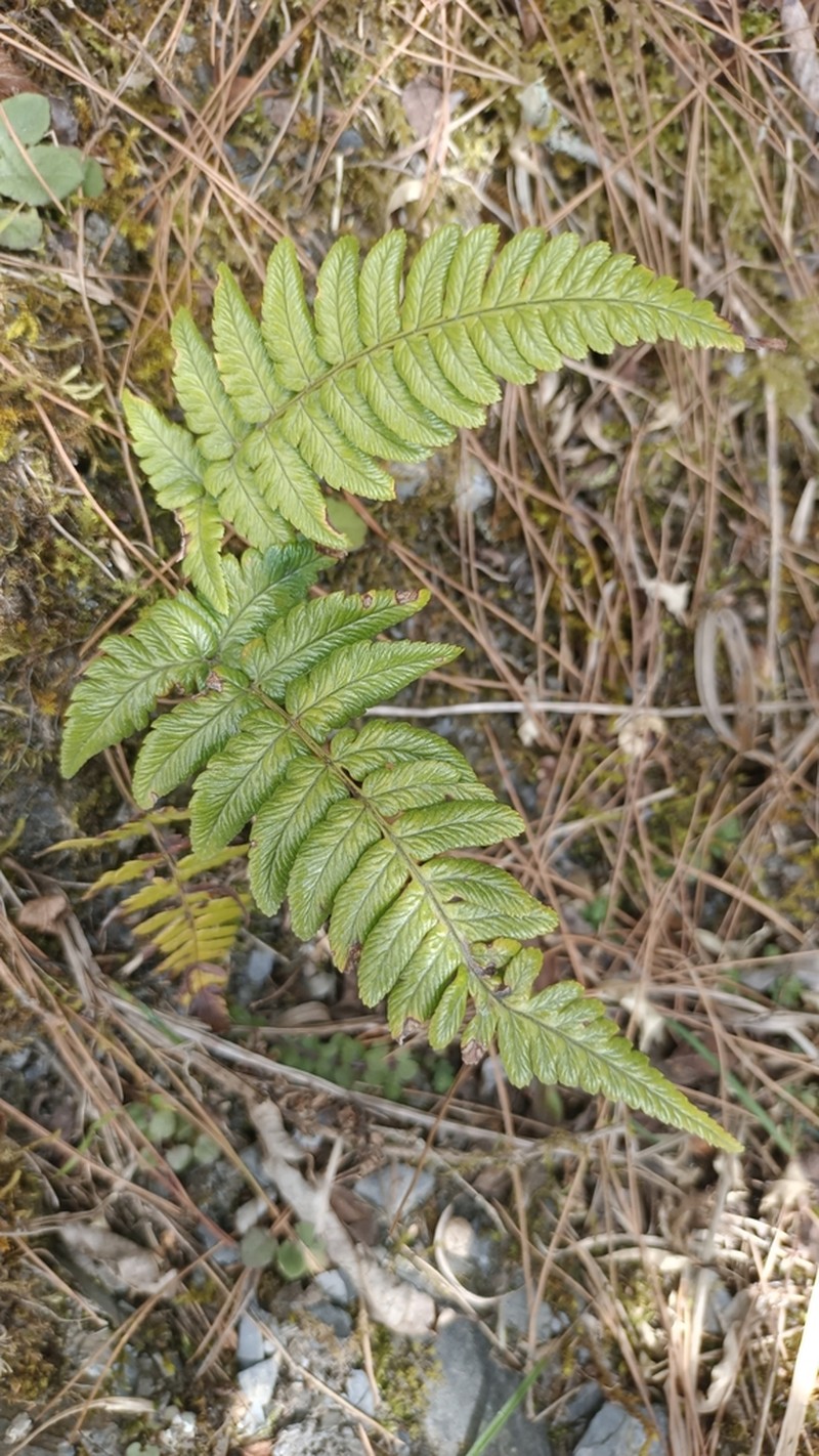 Dryopteris fructuosa photo 8
