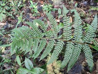 Dryopteris fuscipes