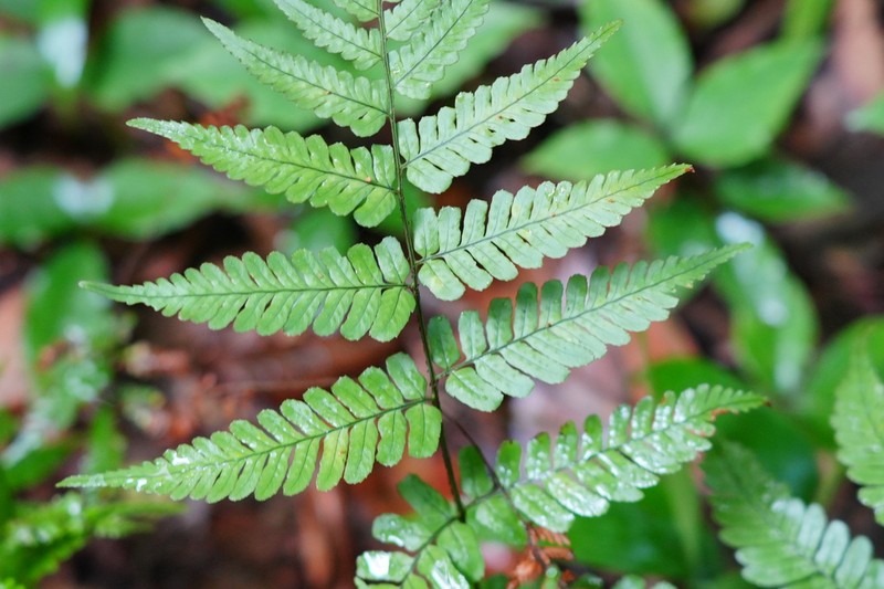 Dryopteris fuscipes photo 2