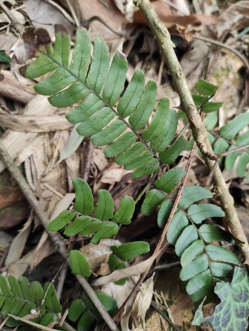 Dryopteris fuscipes photo 3