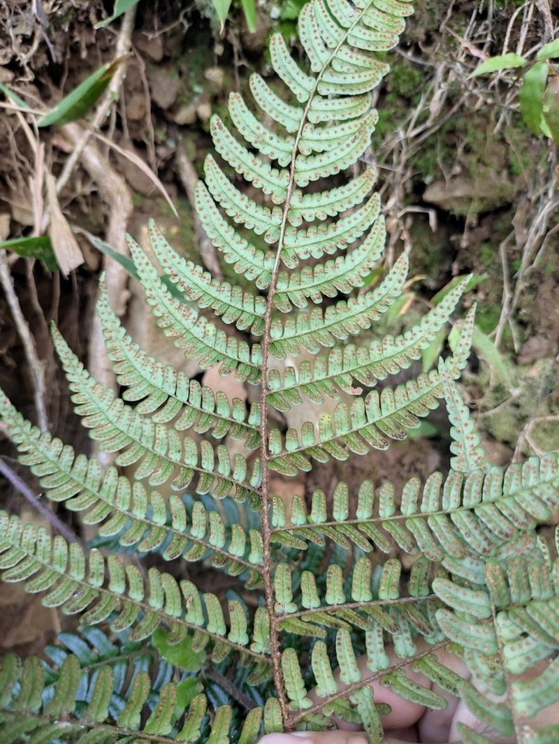 Dryopteris fuscipes photo 4