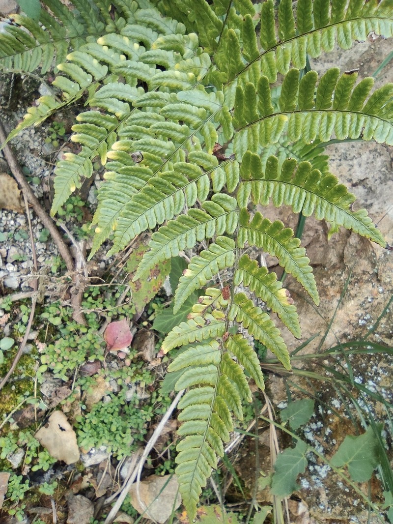 Dryopteris fuscipes photo 5