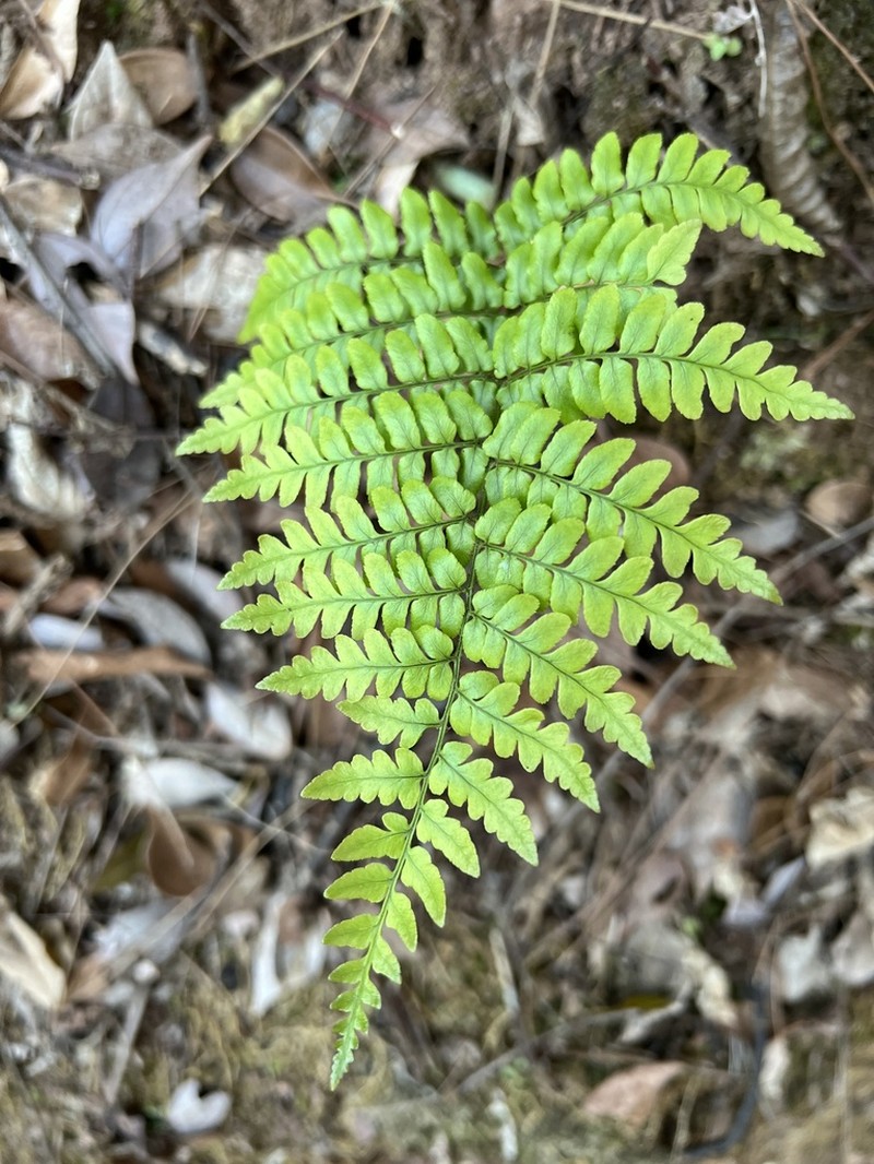 Dryopteris fuscipes photo 6