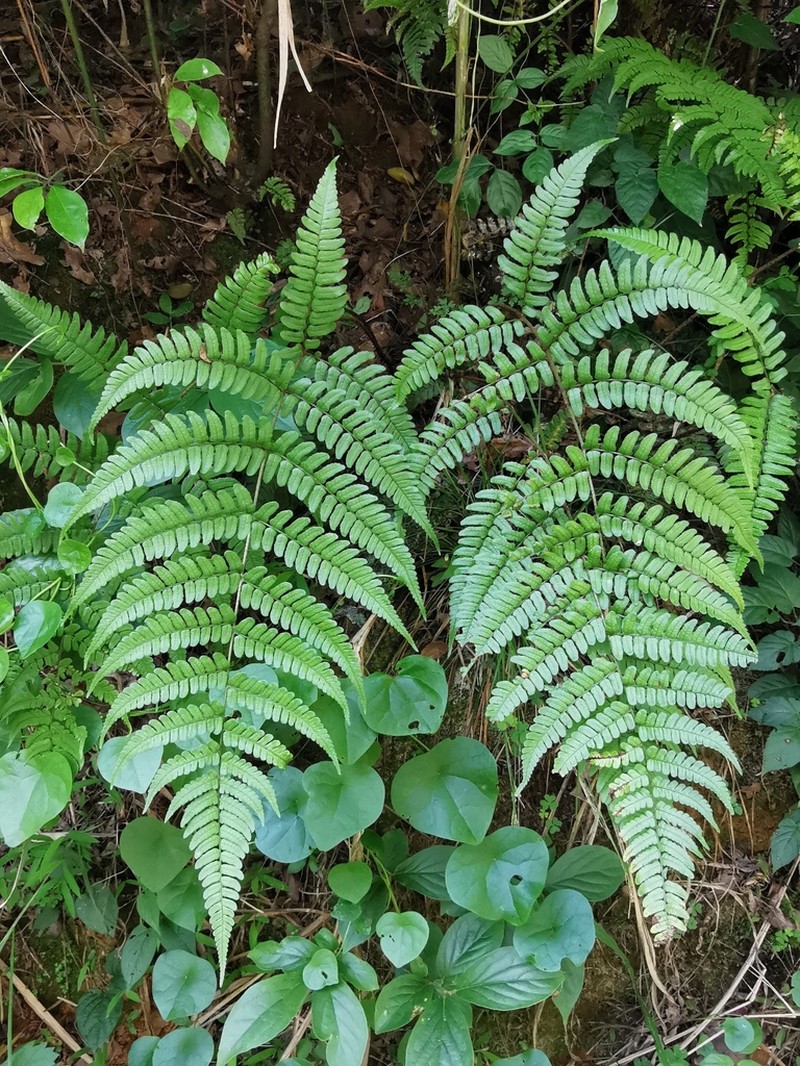 Dryopteris fuscipes photo 7